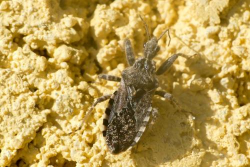 Réf. 266 996 : Coranus griseus